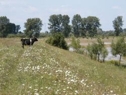 Majdaska krowa na wale (powiksz!)